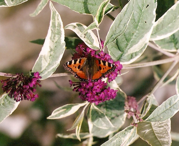 Buddleia 1