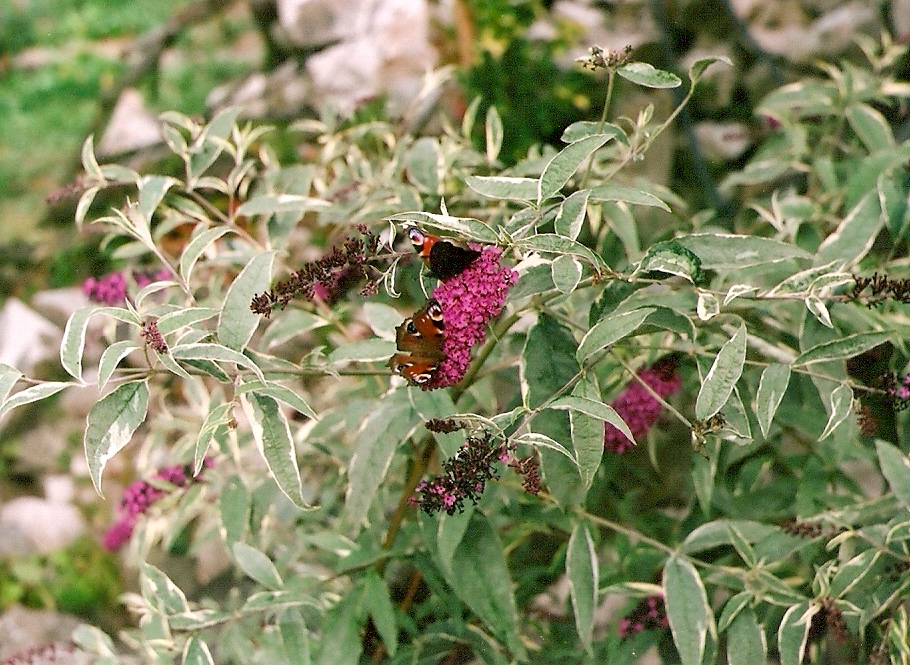 Buddleia 2