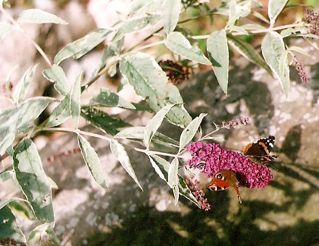 Buddleia 3