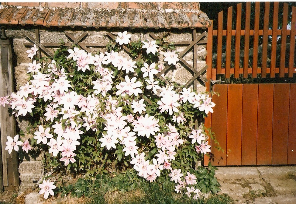 clematis Neli moser