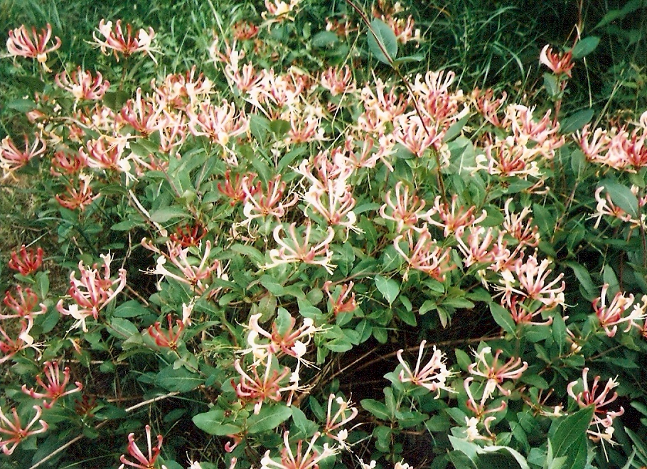 Lonicera Serotina