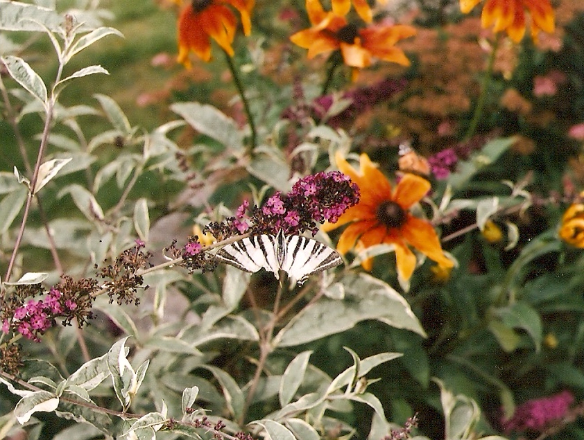 Rudbekia