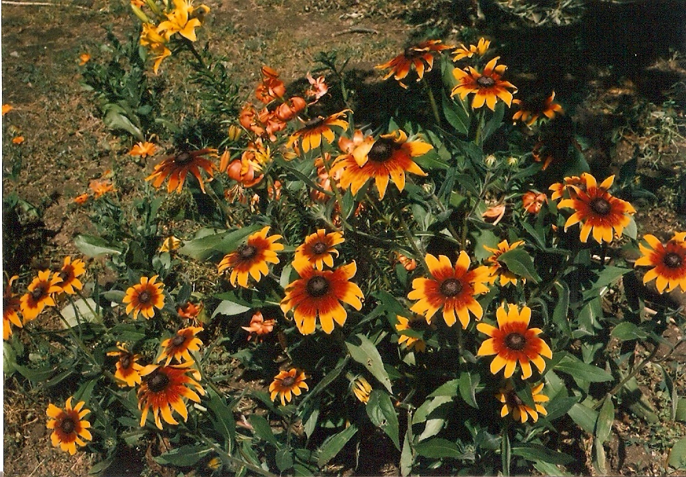 rudbekie