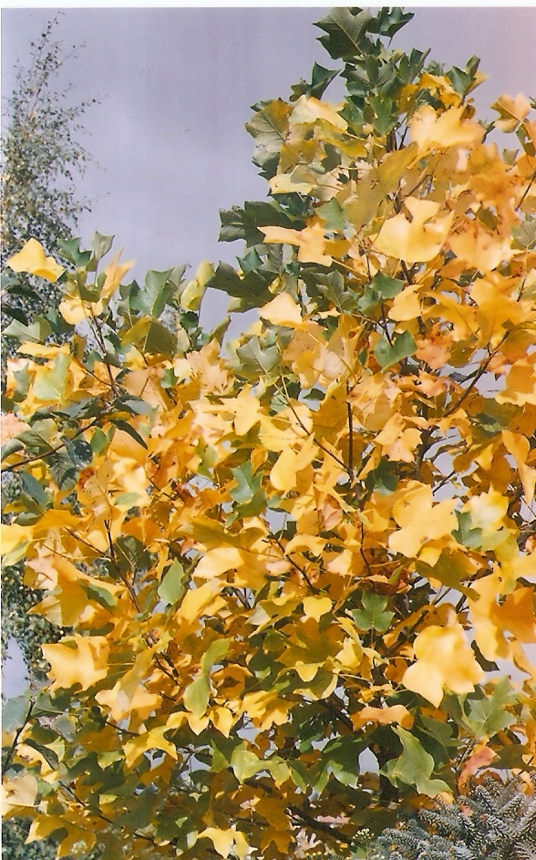 liriodendron 2