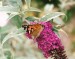 Buddleia dav.Harlequin