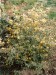 kerria japonica Variegata