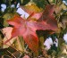 ambroň podzim list
